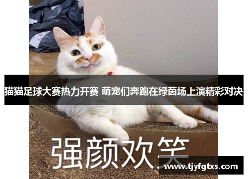 猫猫足球大赛热力开赛 萌宠们奔跑在绿茵场上演精彩对决